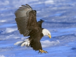 Eagle avatarja