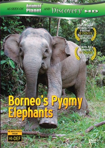 A borneói törpe elefántok
