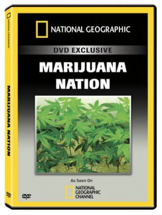 A legjövedelmezőbb haszonnövény - marihuána