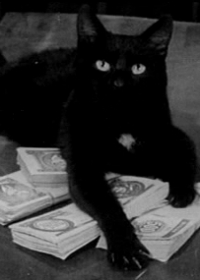 Fekete macska online