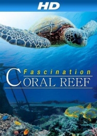Lenyűgöző korallzátony online