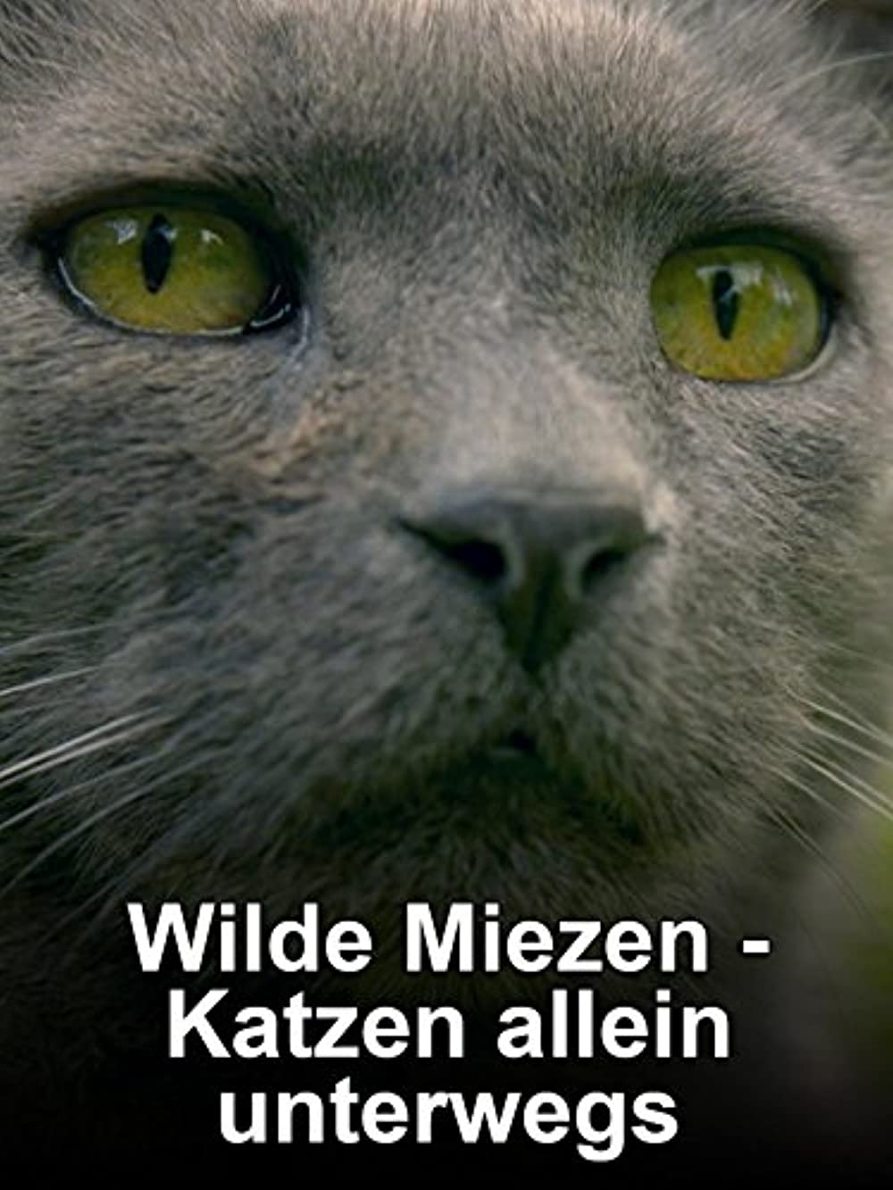 Macskák vadon - Házi cicák, ha kiszabadulnak online