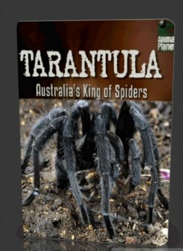 Tarantula - Az ausztrál pókok királya