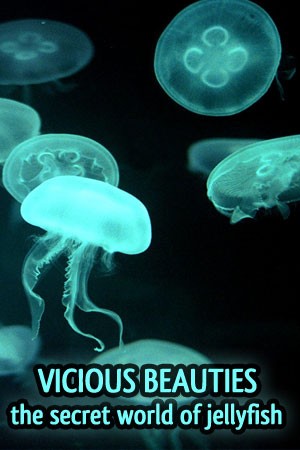 Veszélyesek és gyönyörűek - A medúzák online